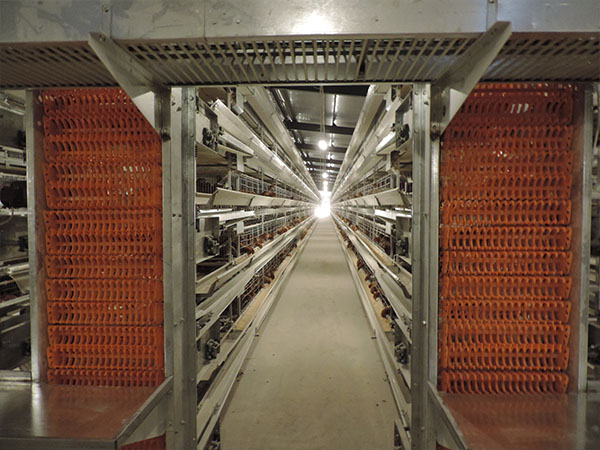 蛋雞設備